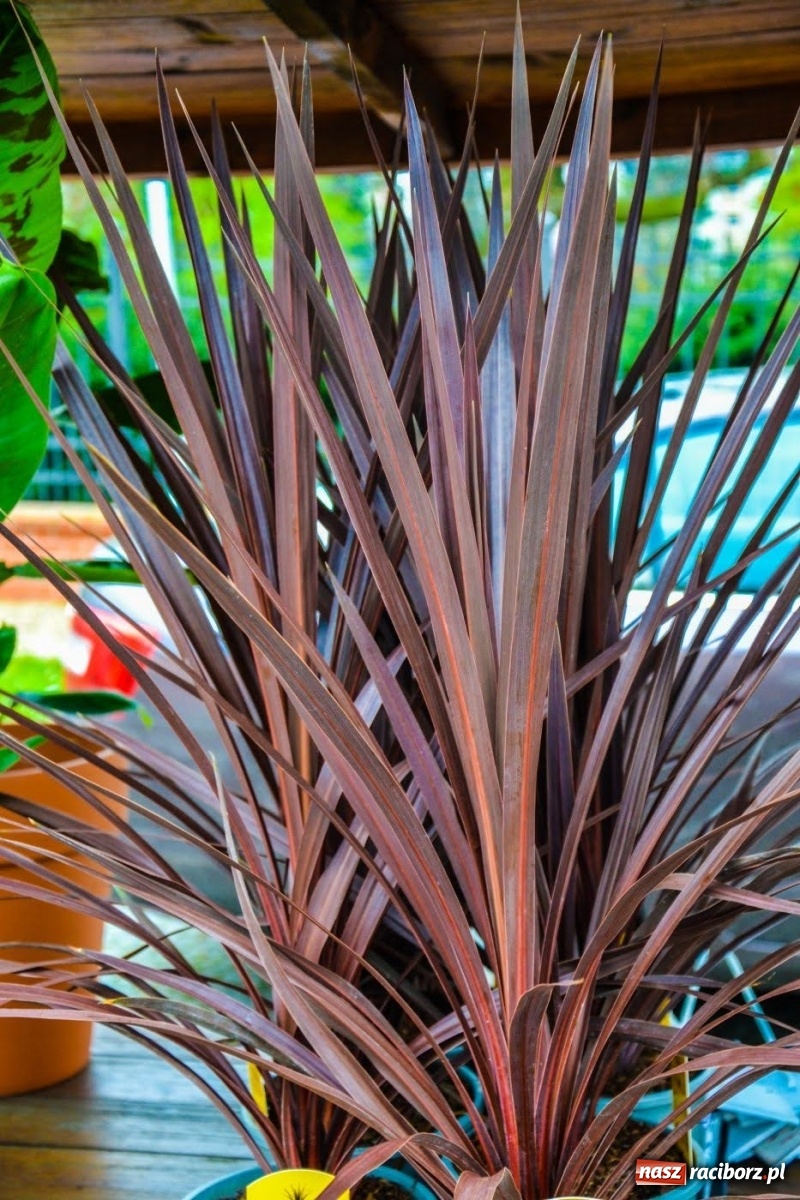 Zdjęcie w galerii na portalu naszraciborz.pl: Kwiaty znów zagościły na zamkowym dziedzińcu wiadomości z regionu