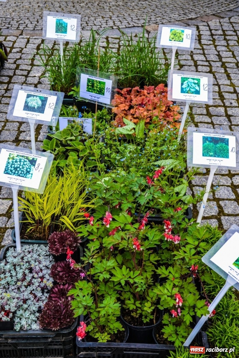 Zdjęcie w galerii na portalu naszraciborz.pl: Kwiaty znów zagościły na zamkowym dziedzińcu wiadomości z regionu