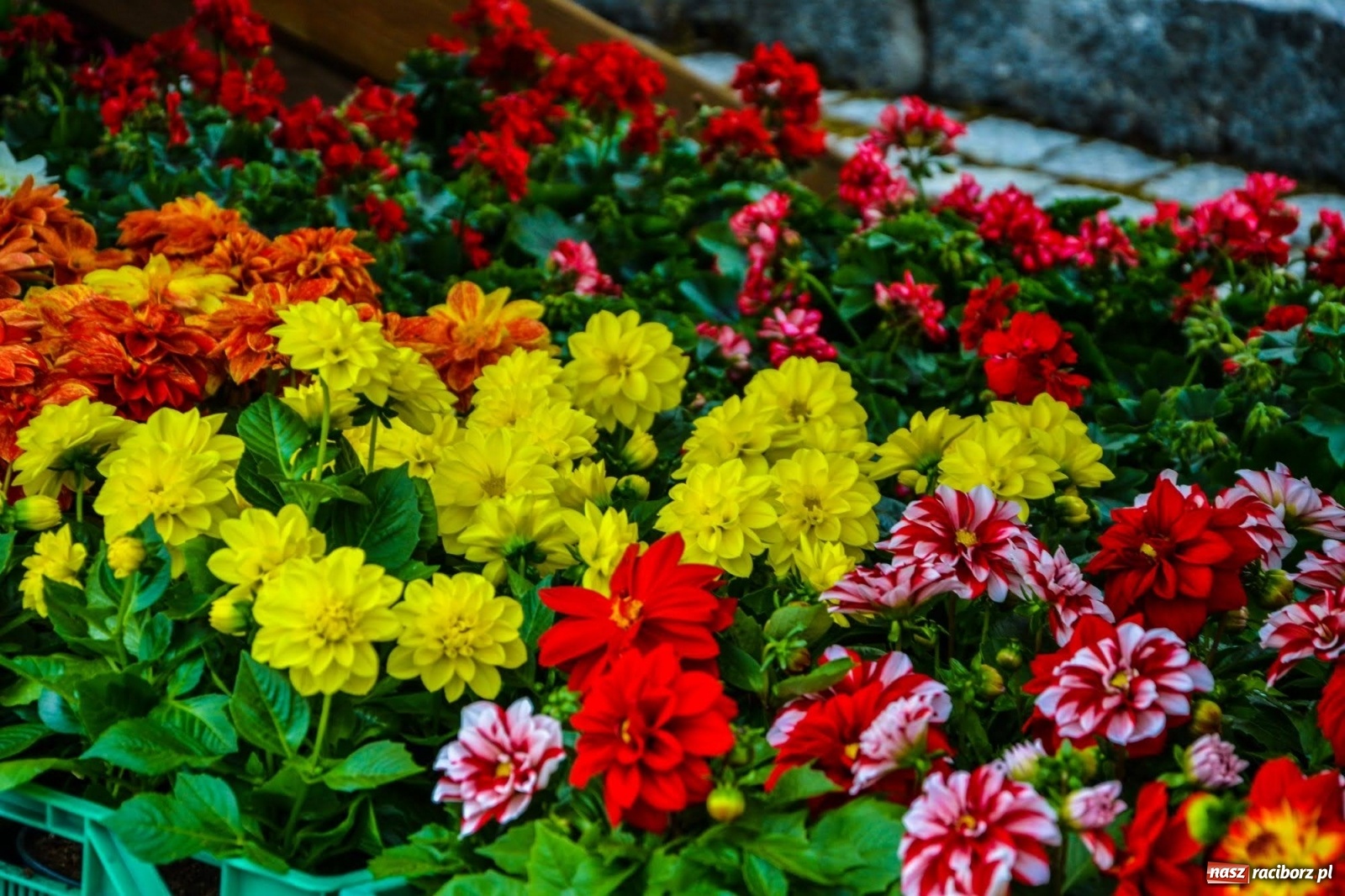 Zdjęcie w galerii na portalu naszraciborz.pl: Kwiaty znów zagościły na zamkowym dziedzińcu wiadomości z regionu