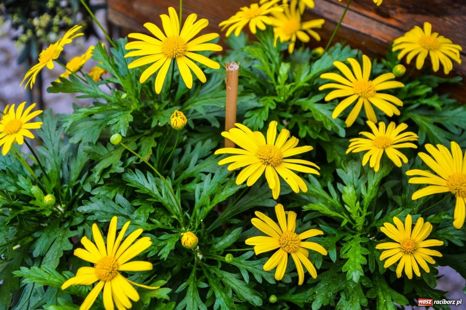 Zdjęcie w galerii na portalu naszraciborz.pl: Kwiaty znów zagościły na zamkowym dziedzińcu wiadomości z regionu