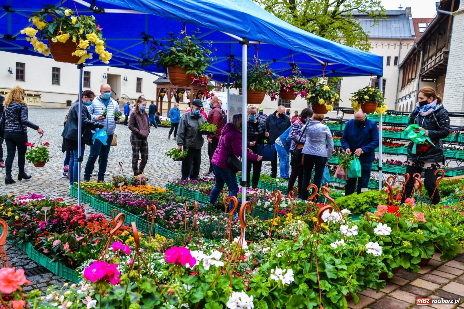 Zdjęcie w galerii na portalu naszraciborz.pl: Kwiaty znów zagościły na zamkowym dziedzińcu wiadomości z regionu