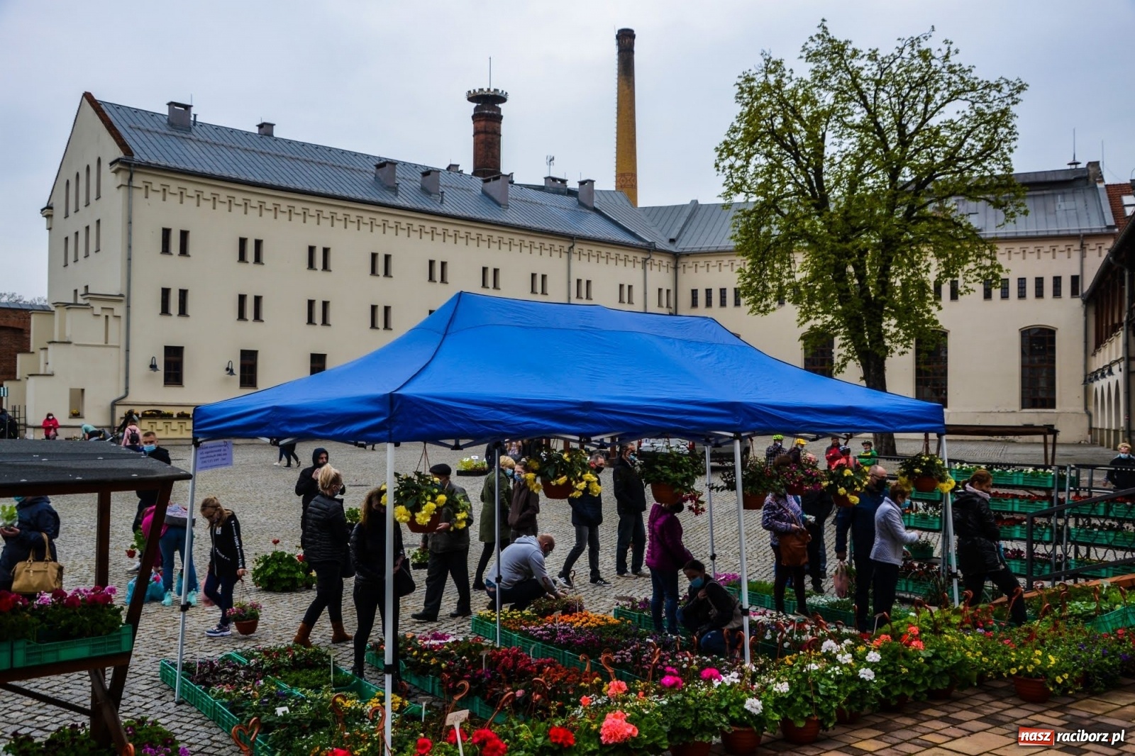 Zdjęcie w galerii na portalu naszraciborz.pl: Kwiaty znów zagościły na zamkowym dziedzińcu wiadomości z regionu
