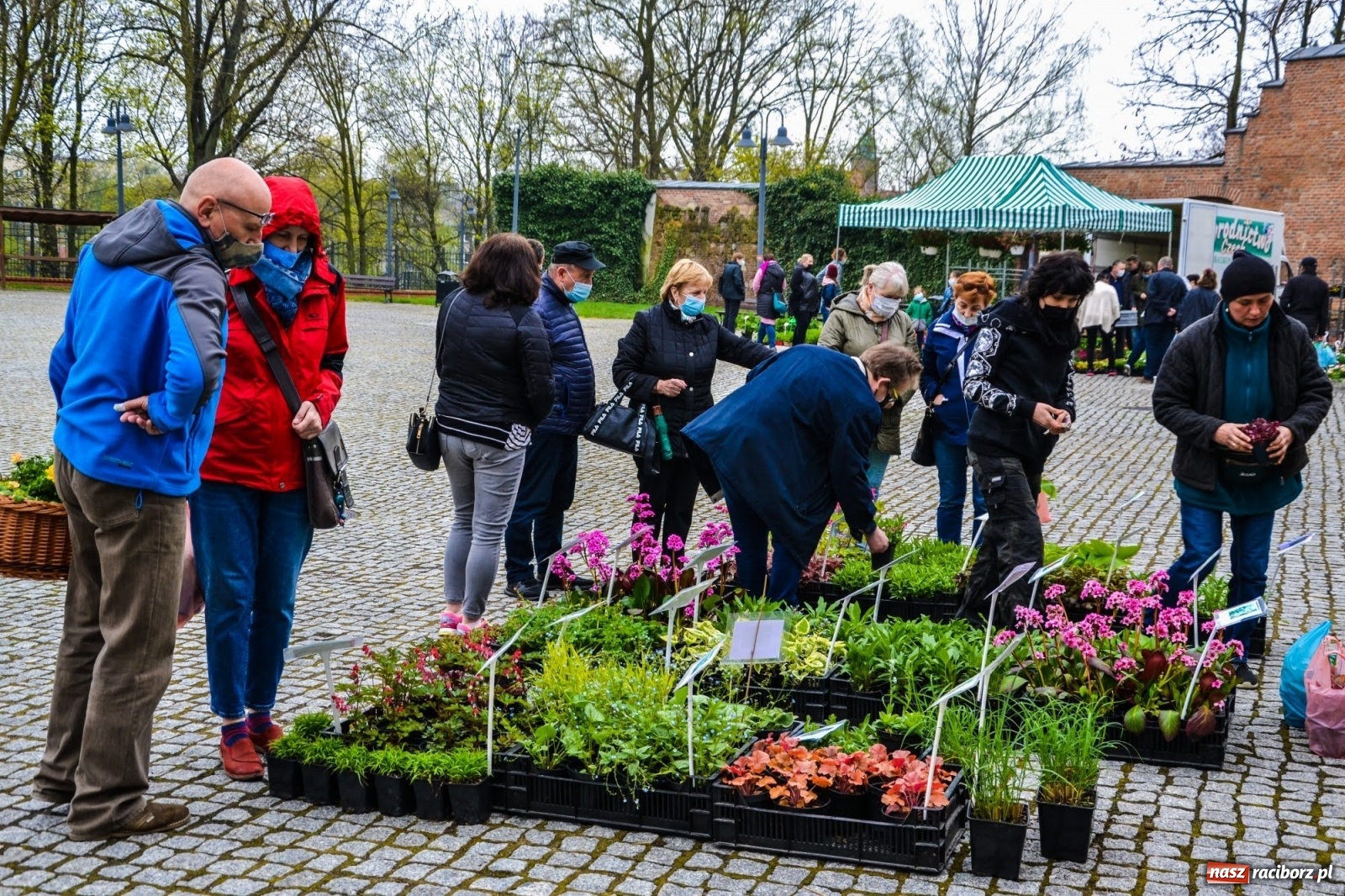 Zdjęcie w galerii na portalu naszraciborz.pl: Kwiaty znów zagościły na zamkowym dziedzińcu wiadomości z regionu