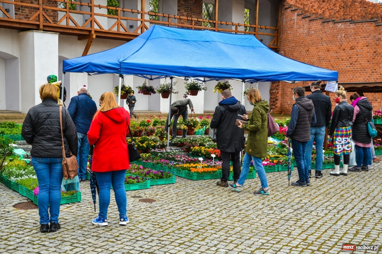 Zdjęcie w galerii na portalu naszraciborz.pl: Kwiaty znów zagościły na zamkowym dziedzińcu wiadomości z regionu