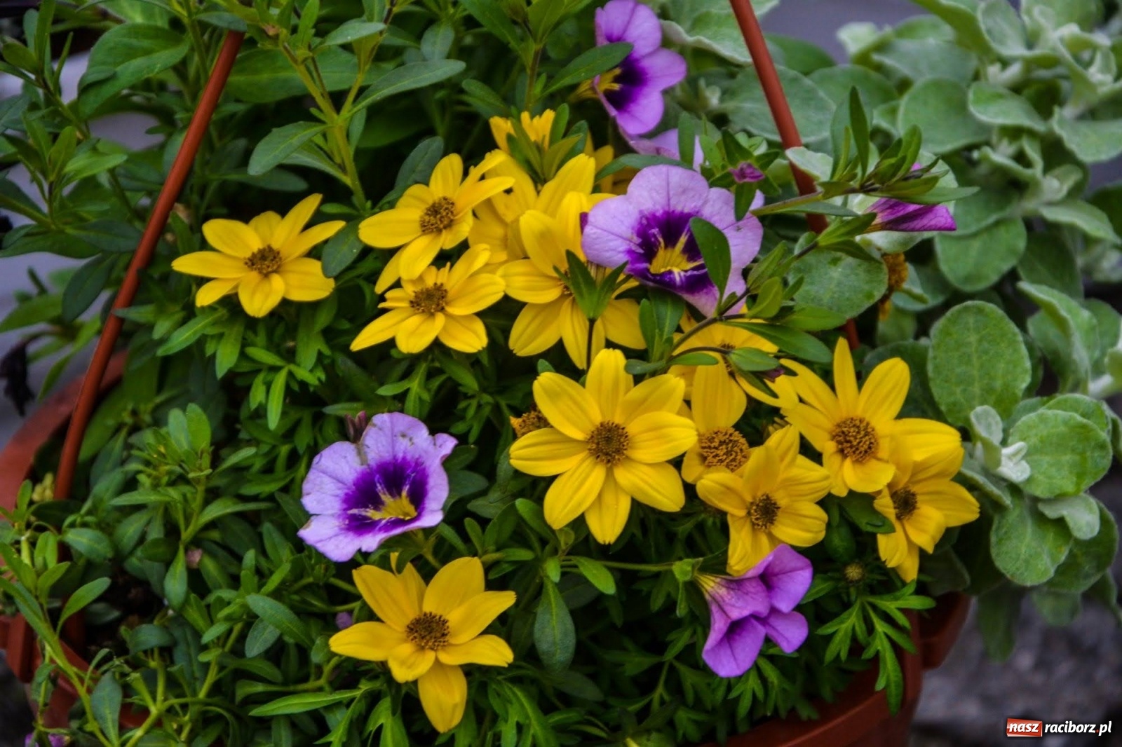 Zdjęcie w galerii na portalu naszraciborz.pl: Kwiaty znów zagościły na zamkowym dziedzińcu wiadomości z regionu