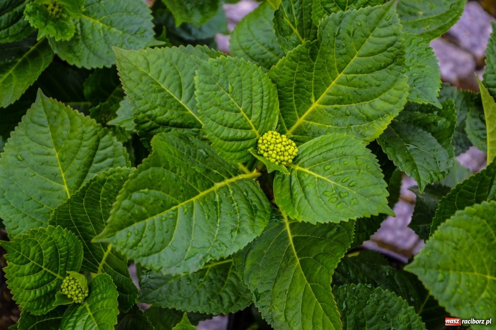 Zdjęcie w galerii na portalu naszraciborz.pl: Kwiaty znów zagościły na zamkowym dziedzińcu wiadomości z regionu