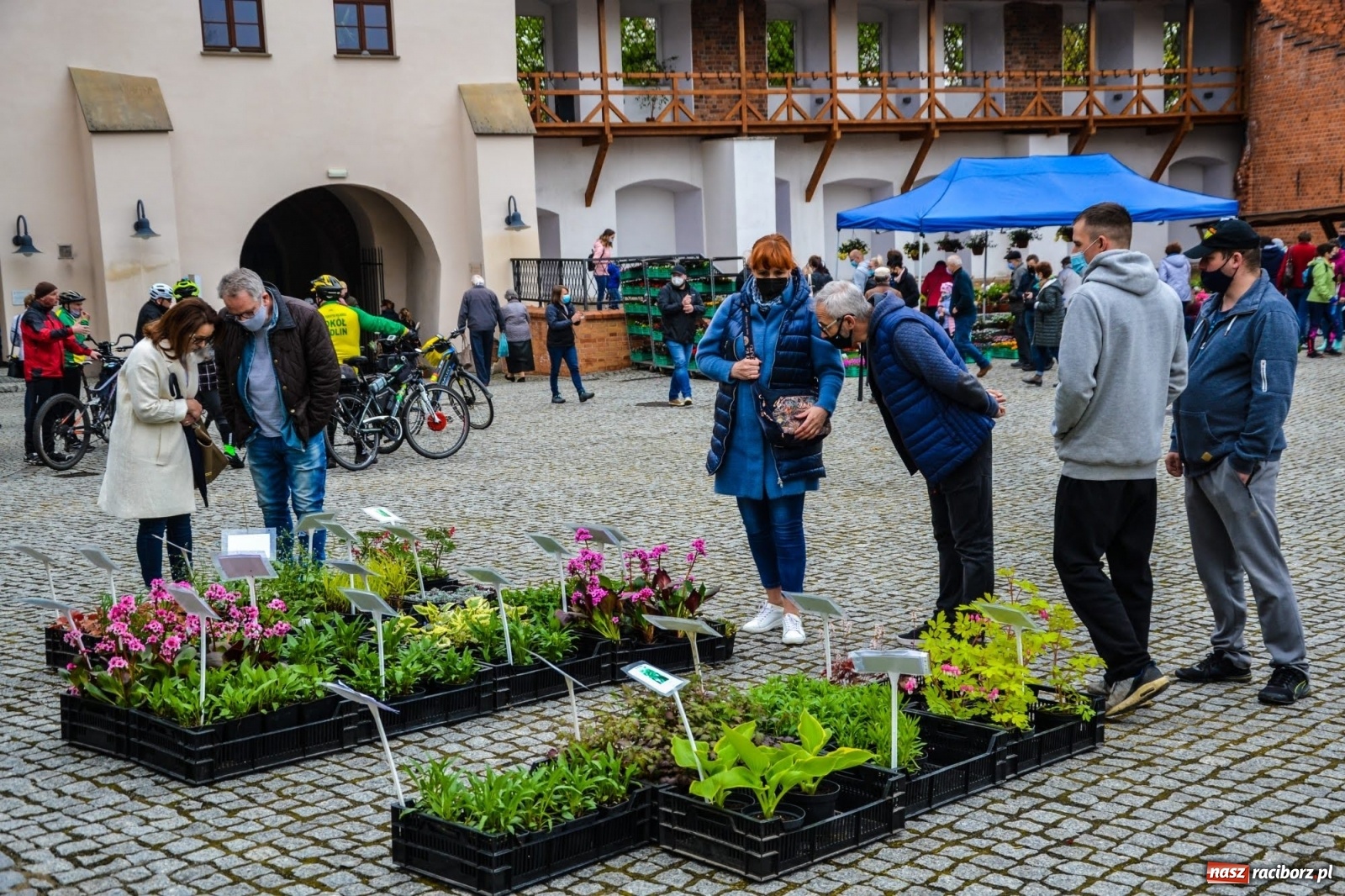 Zdjęcie w galerii na portalu naszraciborz.pl: Kwiaty znów zagościły na zamkowym dziedzińcu wiadomości z regionu