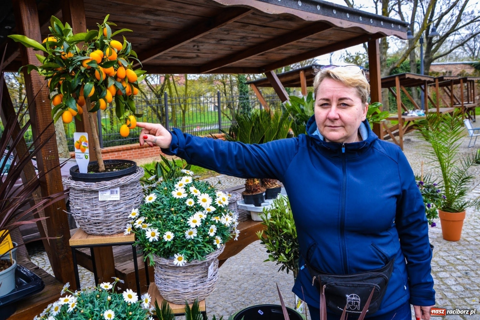 Zdjęcie w galerii na portalu naszraciborz.pl: Kwiaty znów zagościły na zamkowym dziedzińcu wiadomości z regionu