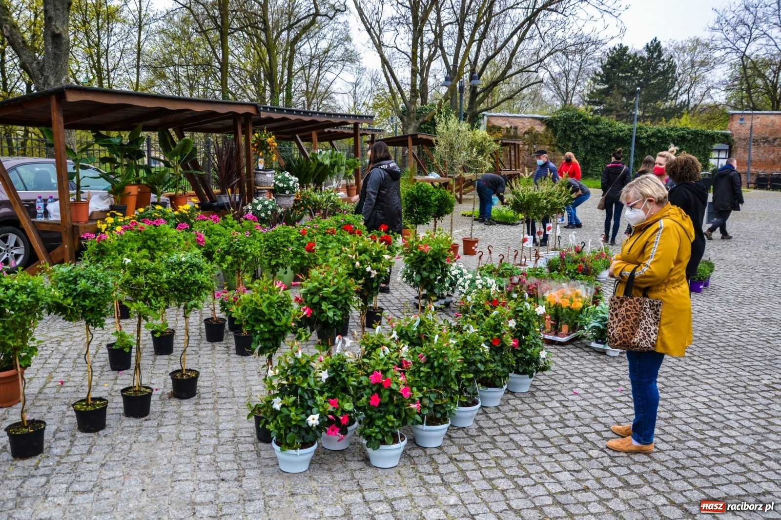 Zdjęcie w galerii na portalu naszraciborz.pl: Kwiaty znów zagościły na zamkowym dziedzińcu wiadomości z regionu