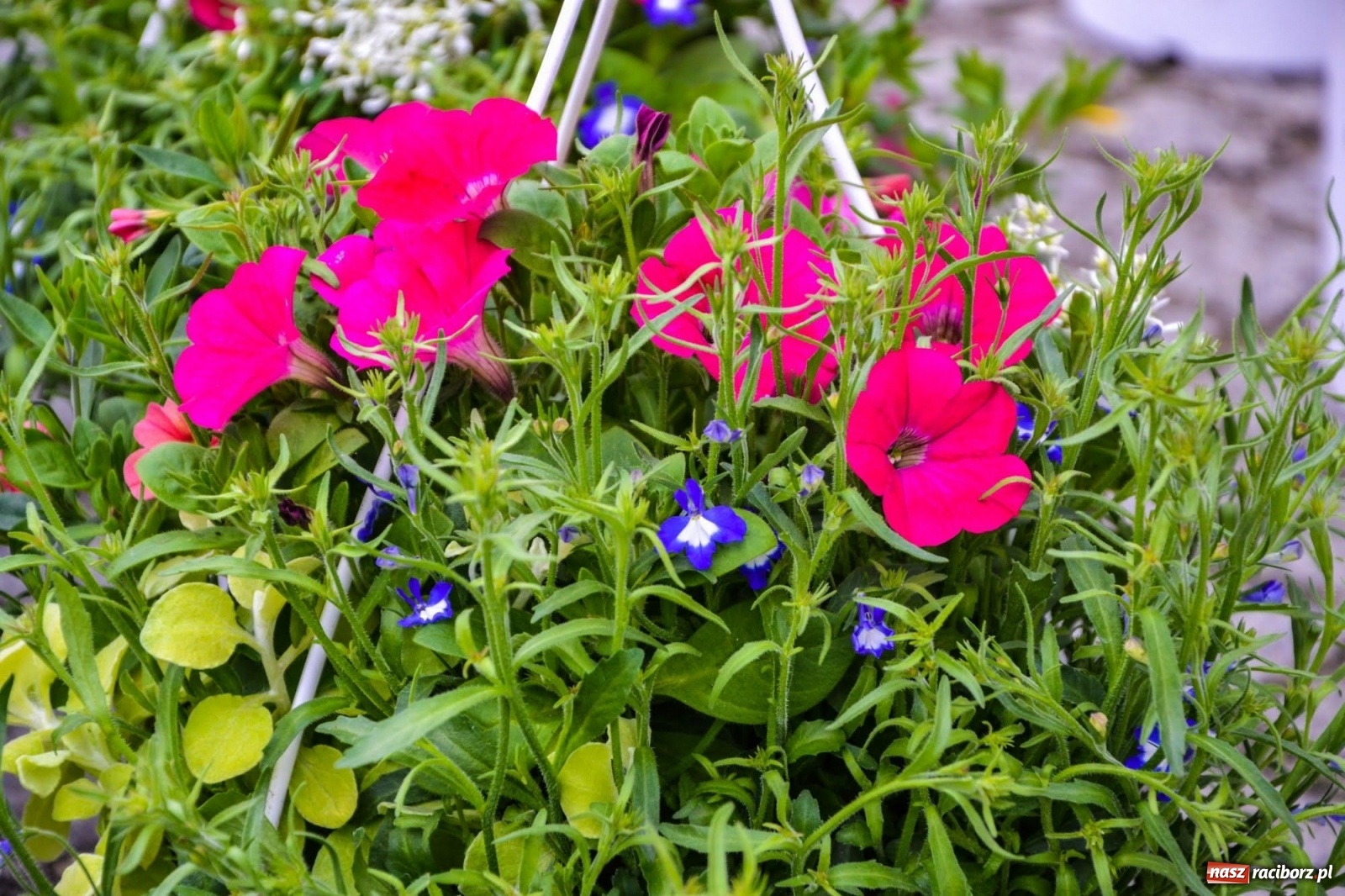 Zdjęcie w galerii na portalu naszraciborz.pl: Kwiaty znów zagościły na zamkowym dziedzińcu wiadomości z regionu