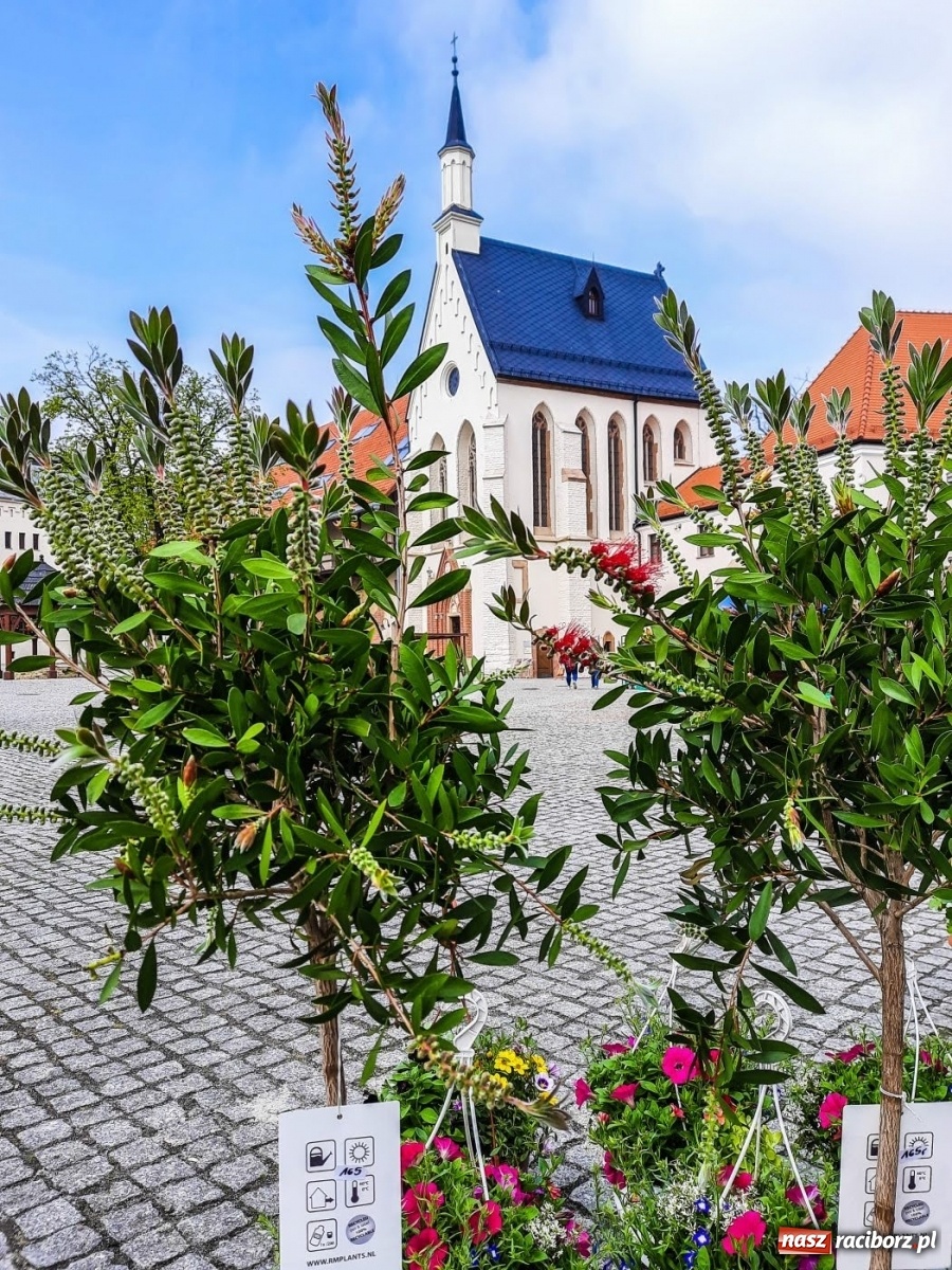 Zdjęcie w galerii na portalu naszraciborz.pl: Kwiaty znów zagościły na zamkowym dziedzińcu wiadomości z regionu