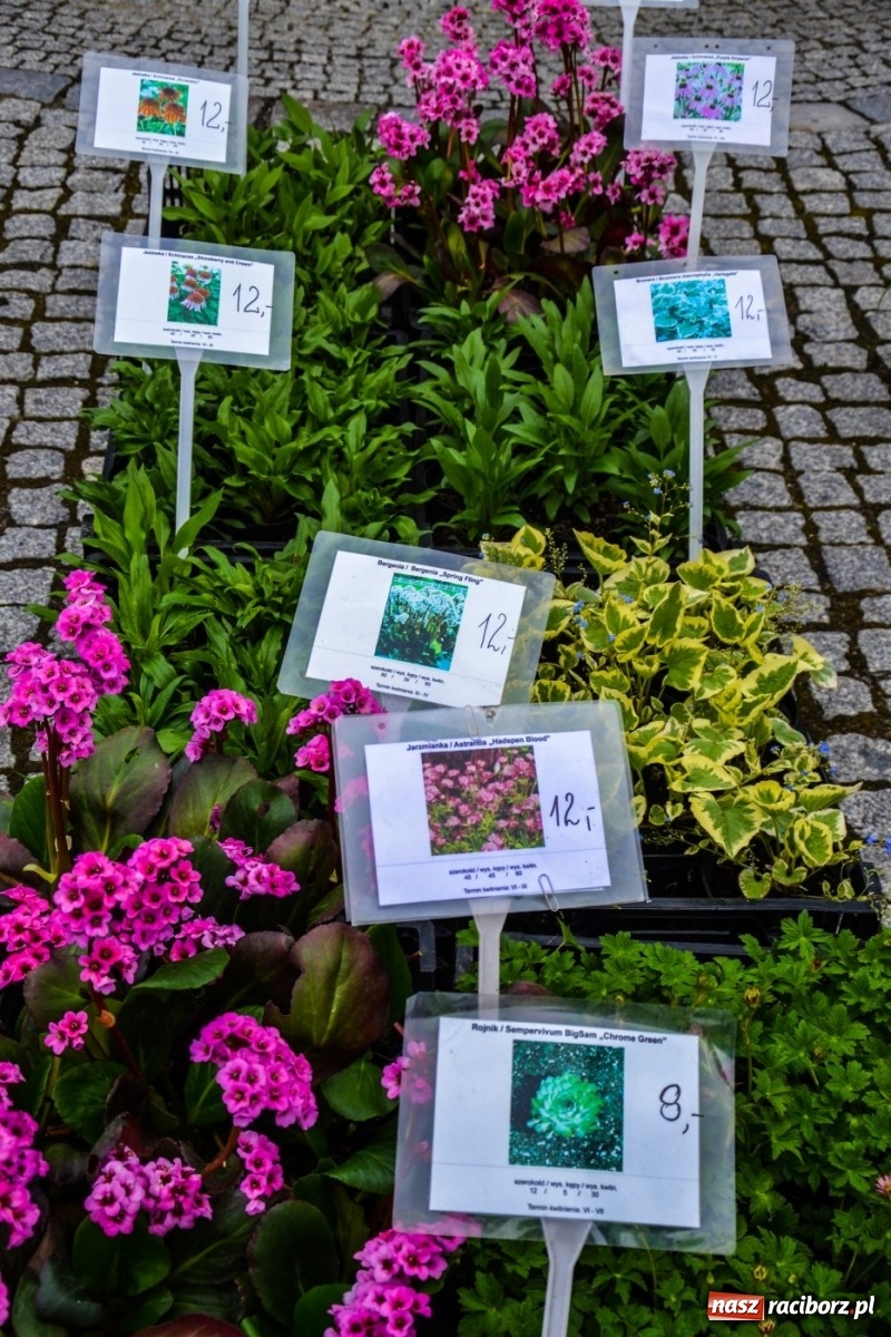 Zdjęcie w galerii na portalu naszraciborz.pl: Kwiaty znów zagościły na zamkowym dziedzińcu wiadomości z regionu