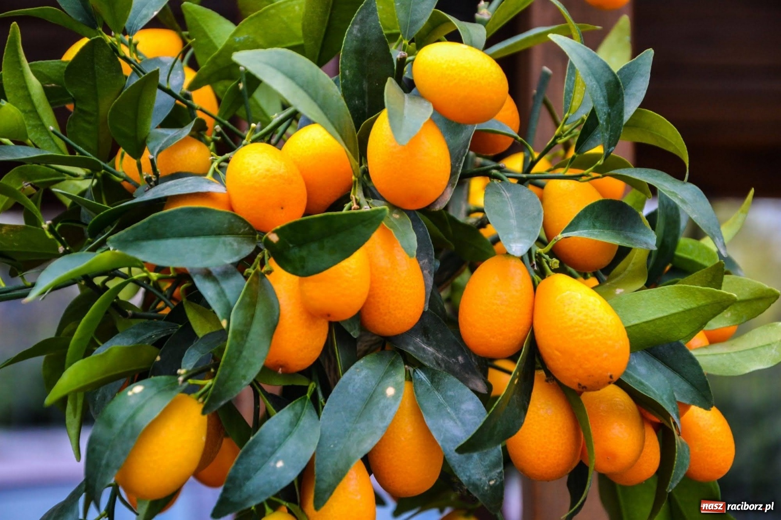 Zdjęcie w galerii na portalu naszraciborz.pl: Kwiaty znów zagościły na zamkowym dziedzińcu wiadomości z regionu