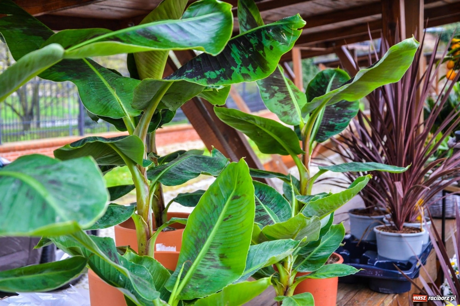 Zdjęcie w galerii na portalu naszraciborz.pl: Kwiaty znów zagościły na zamkowym dziedzińcu wiadomości z regionu