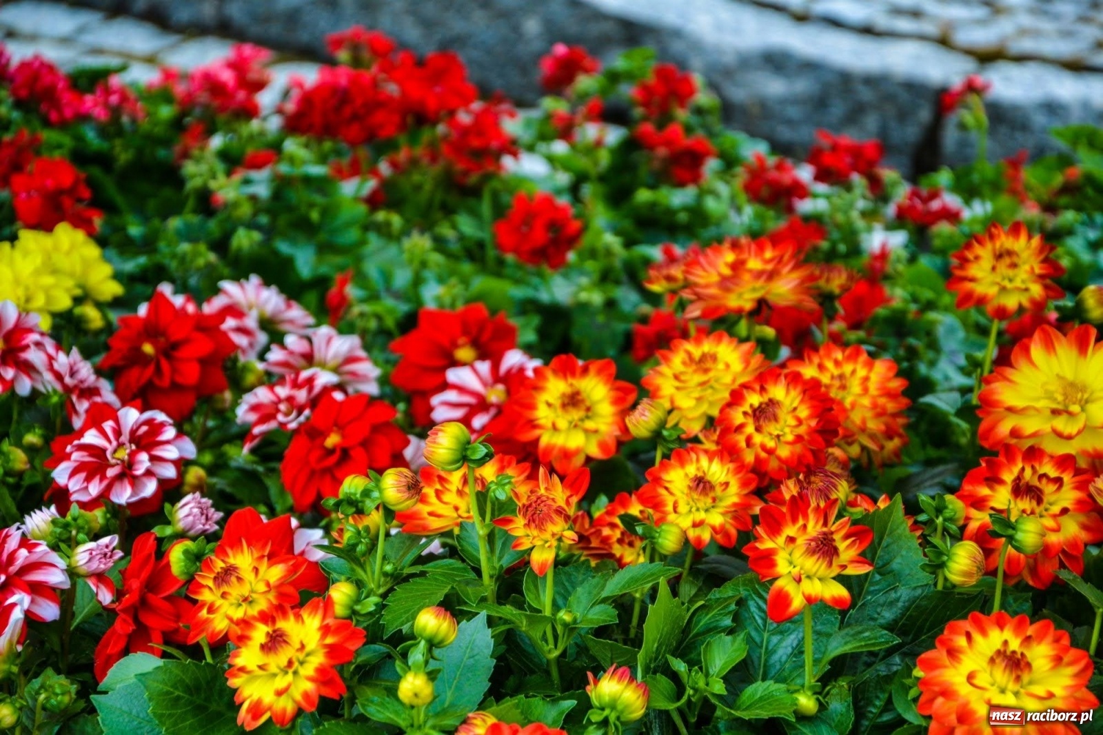 Zdjęcie w galerii na portalu naszraciborz.pl: Kwiaty znów zagościły na zamkowym dziedzińcu wiadomości z regionu