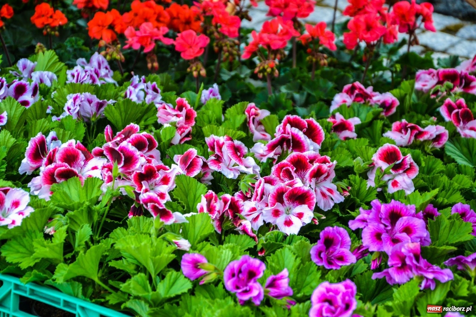 Zdjęcie w galerii na portalu naszraciborz.pl: Kwiaty znów zagościły na zamkowym dziedzińcu wiadomości z regionu