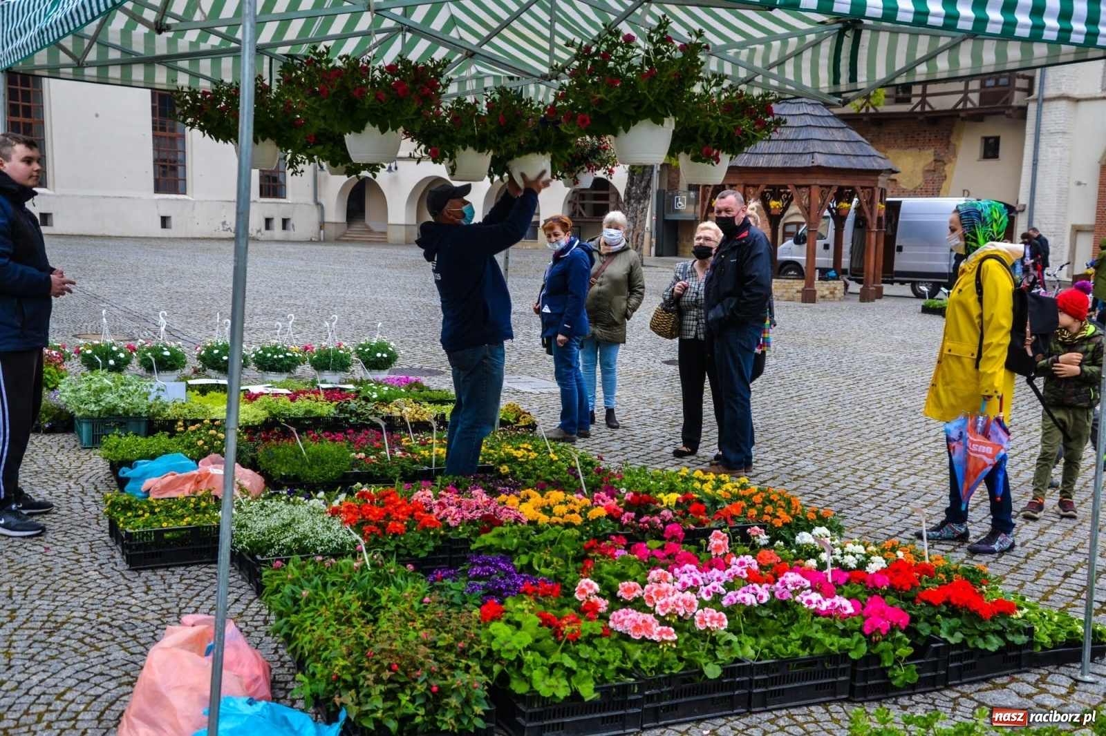 Zdjęcie w galerii na portalu naszraciborz.pl: Kwiaty znów zagościły na zamkowym dziedzińcu wiadomości z regionu