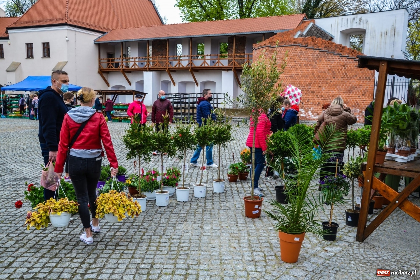 Zdjęcie w galerii na portalu naszraciborz.pl: Kwiaty znów zagościły na zamkowym dziedzińcu wiadomości z regionu