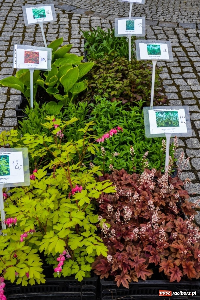 Zdjęcie w galerii na portalu naszraciborz.pl: Kwiaty znów zagościły na zamkowym dziedzińcu wiadomości z regionu