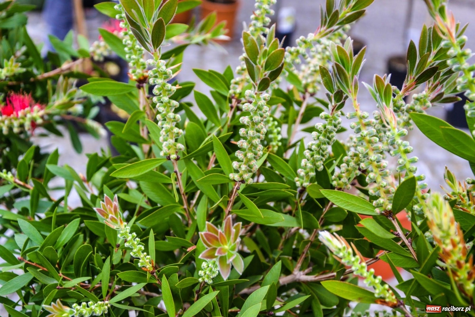 Zdjęcie w galerii na portalu naszraciborz.pl: Kwiaty znów zagościły na zamkowym dziedzińcu wiadomości z regionu