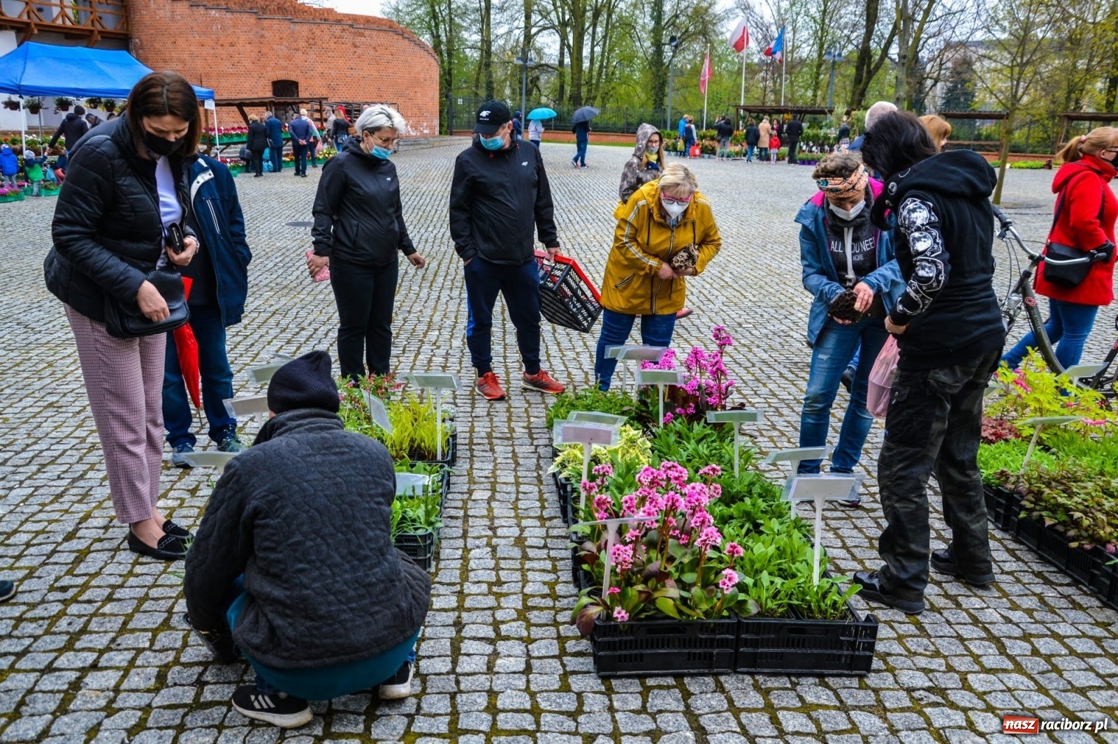 Zdjęcie w galerii na portalu naszraciborz.pl: Kwiaty znów zagościły na zamkowym dziedzińcu wiadomości z regionu