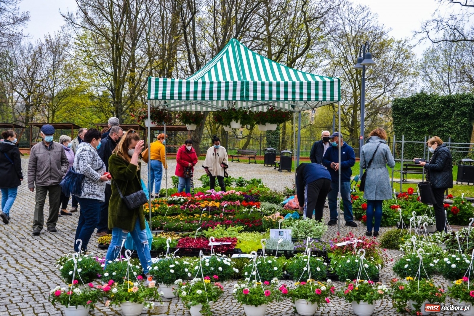 Zdjęcie w galerii na portalu naszraciborz.pl: Kwiaty znów zagościły na zamkowym dziedzińcu wiadomości z regionu