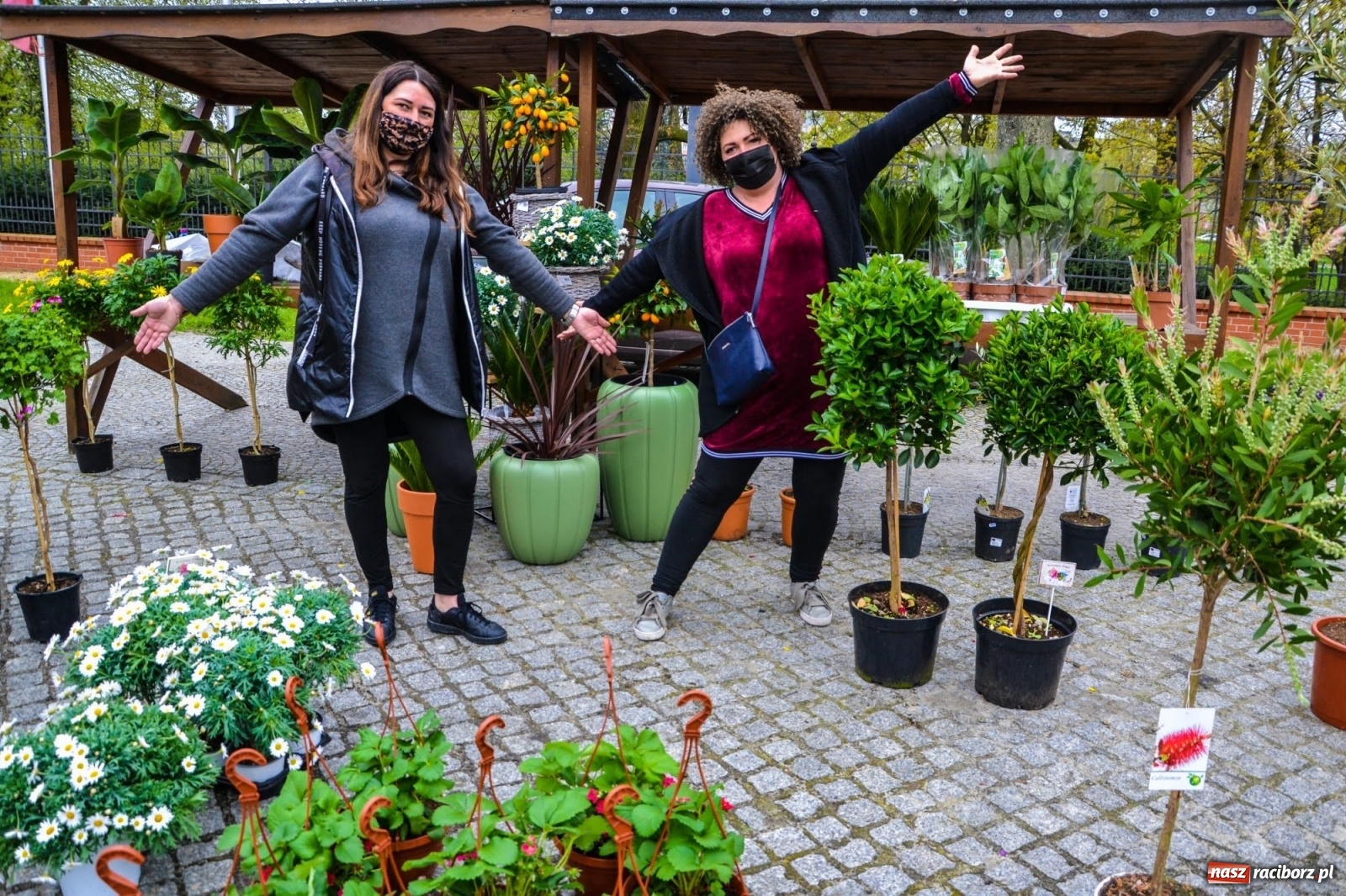 Zdjęcie w galerii na portalu naszraciborz.pl: Kwiaty znów zagościły na zamkowym dziedzińcu wiadomości z regionu