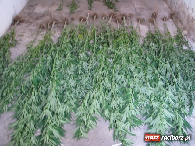 Zdjęcie w galerii na portalu naszraciborz.pl: Narkotyki w ogródku wiadomości z regionu