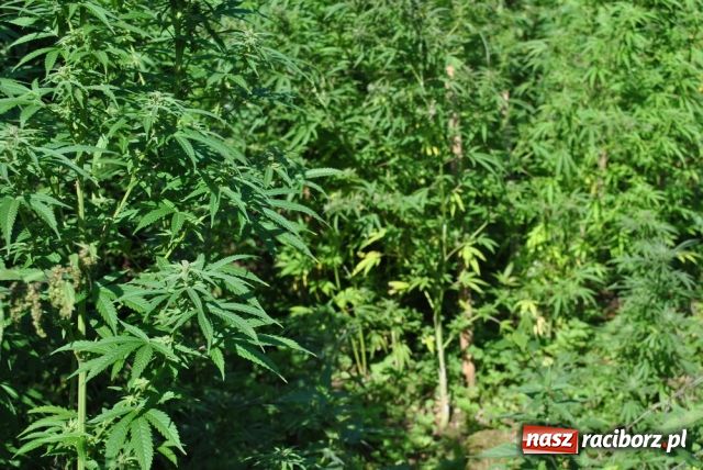 Zdjęcie w galerii na portalu naszraciborz.pl: Narkotyki w ogródku wiadomości z regionu