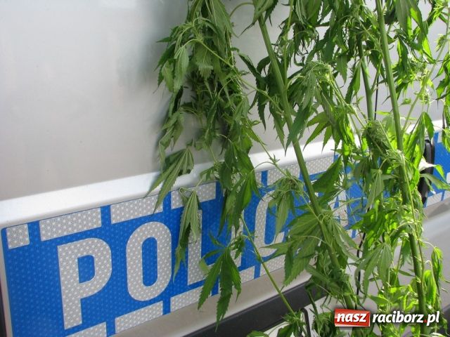 Zdjęcie w galerii na portalu naszraciborz.pl: Narkotyki w ogródku wiadomości z regionu