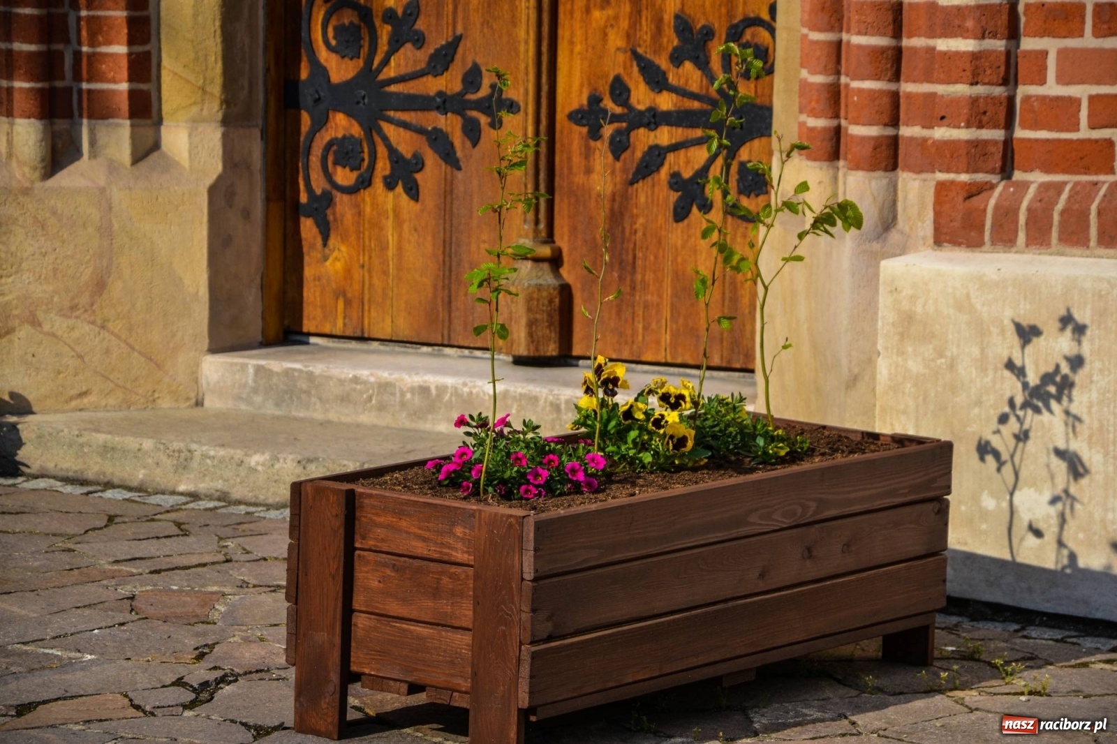 Zdjęcie w galerii na portalu naszraciborz.pl: Sadzonki drzewek ozdobią raciborski zamek wiadomości z regionu