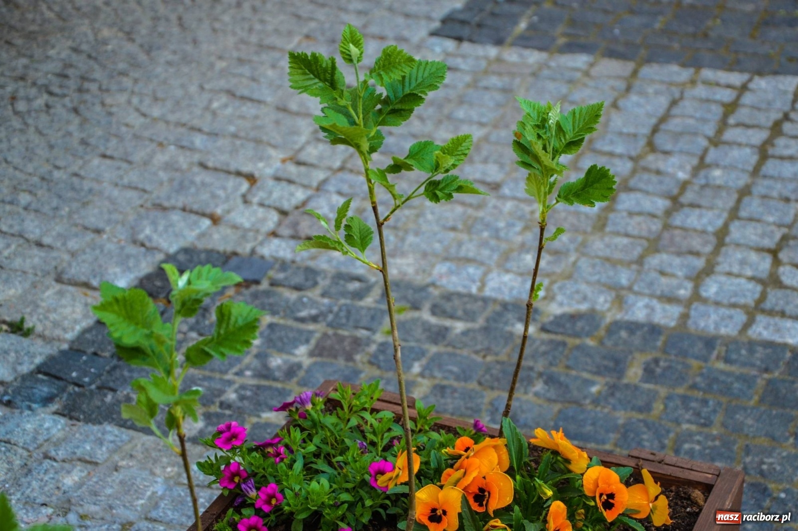 Zdjęcie w galerii na portalu naszraciborz.pl: Sadzonki drzewek ozdobią raciborski zamek wiadomości z regionu
