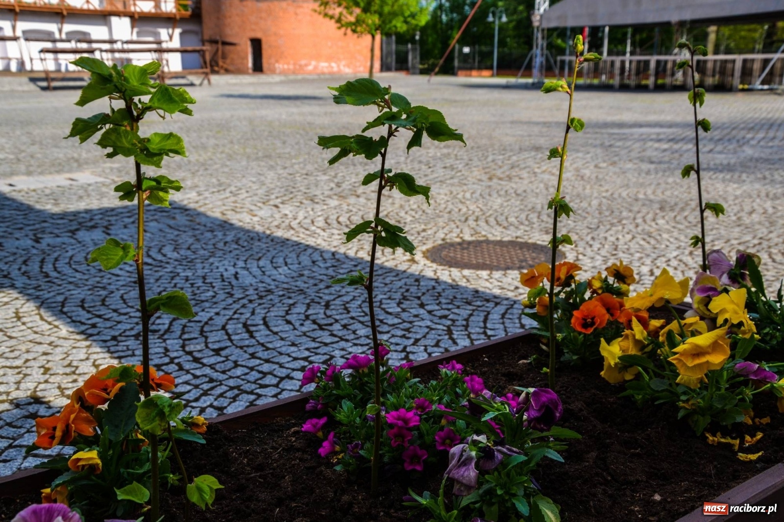 Zdjęcie w galerii na portalu naszraciborz.pl: Sadzonki drzewek ozdobią raciborski zamek wiadomości z regionu