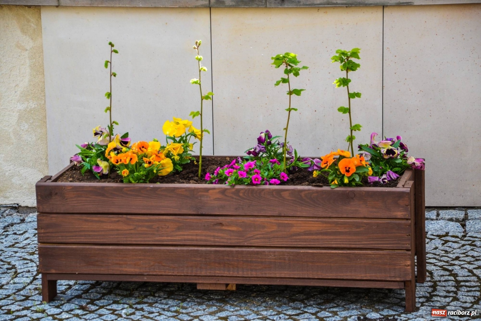 Zdjęcie w galerii na portalu naszraciborz.pl: Sadzonki drzewek ozdobią raciborski zamek wiadomości z regionu