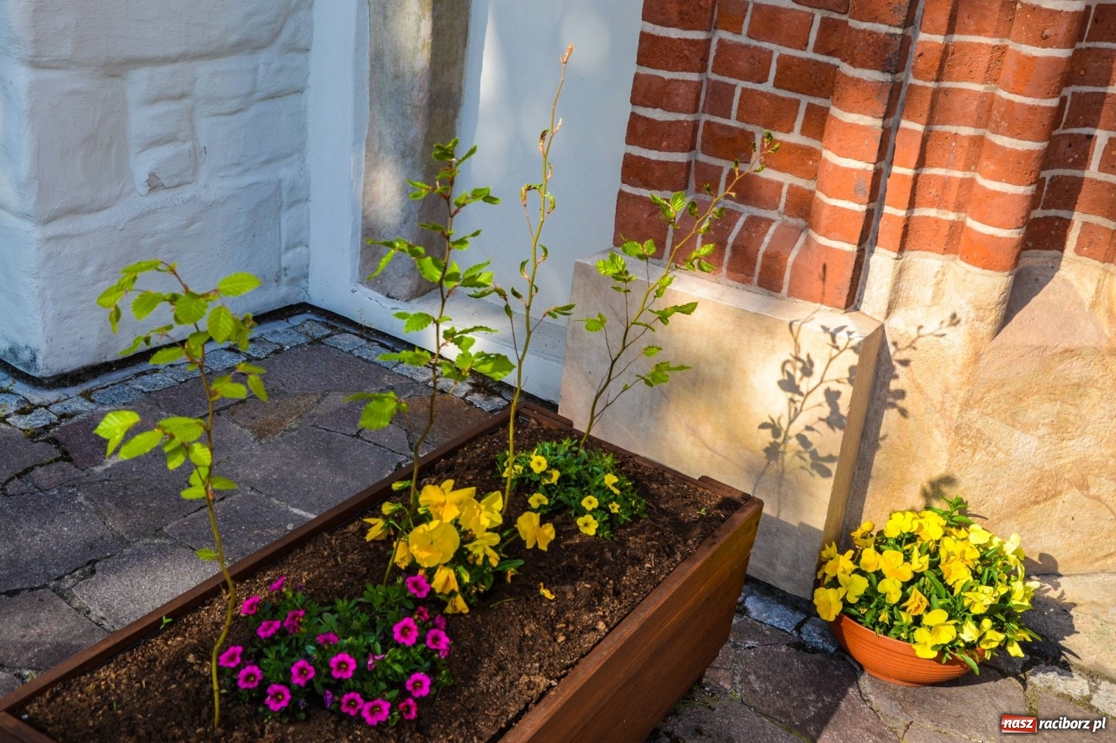 Zdjęcie w galerii na portalu naszraciborz.pl: Sadzonki drzewek ozdobią raciborski zamek wiadomości z regionu