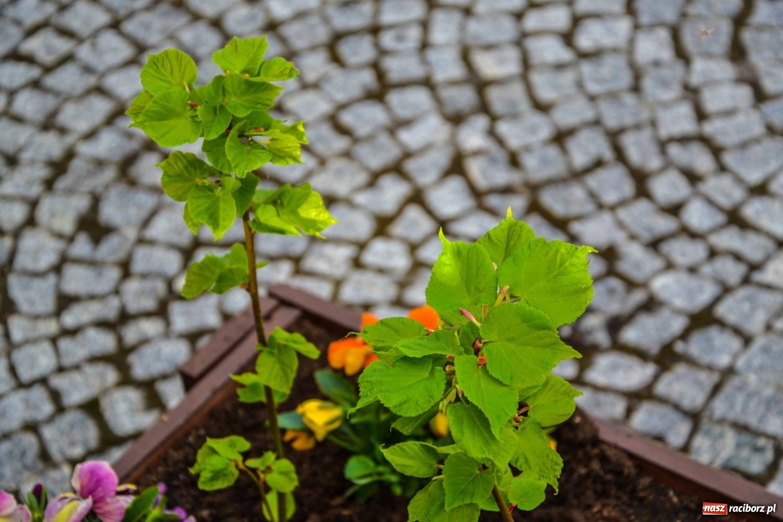 Zdjęcie w galerii na portalu naszraciborz.pl: Sadzonki drzewek ozdobią raciborski zamek wiadomości z regionu