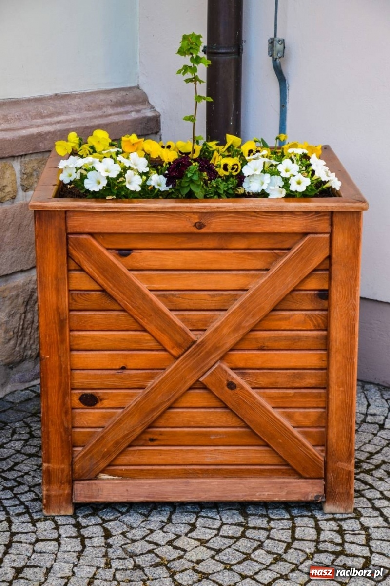 Zdjęcie w galerii na portalu naszraciborz.pl: Sadzonki drzewek ozdobią raciborski zamek wiadomości z regionu