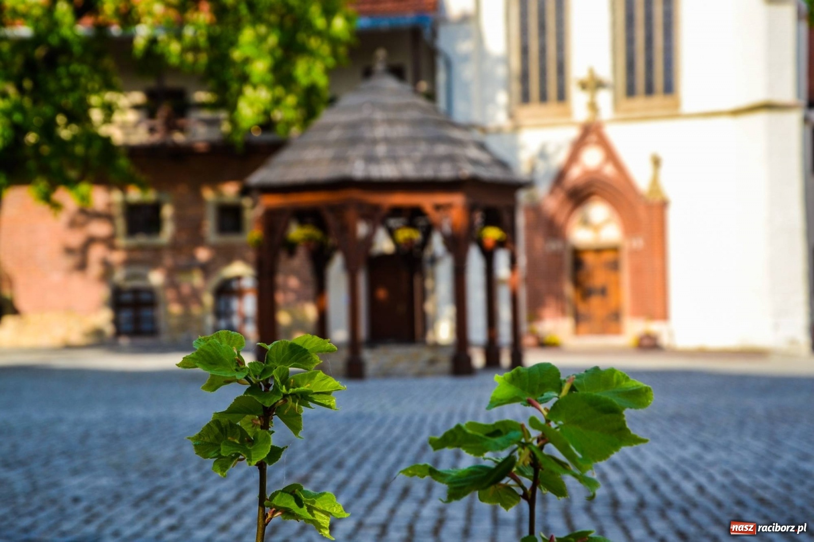 Zdjęcie w galerii na portalu naszraciborz.pl: Sadzonki drzewek ozdobią raciborski zamek wiadomości z regionu