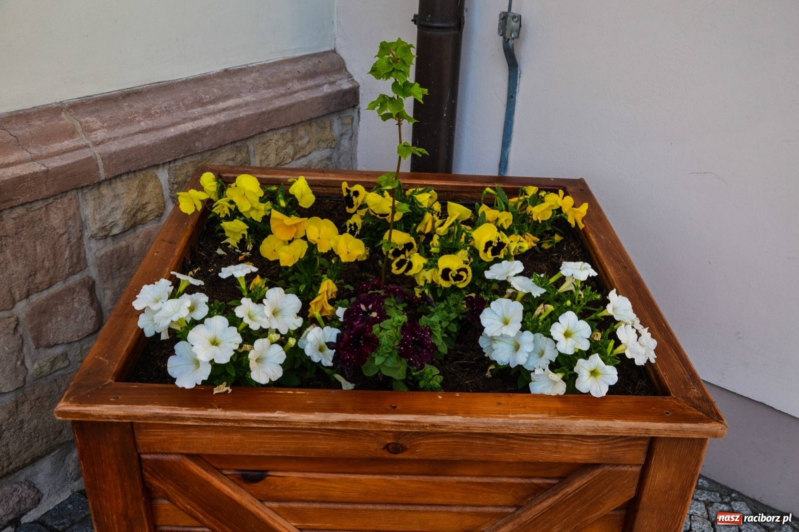 Zdjęcie w galerii na portalu naszraciborz.pl: Sadzonki drzewek ozdobią raciborski zamek wiadomości z regionu