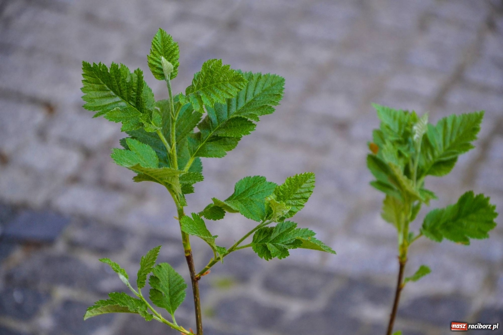Zdjęcie w galerii na portalu naszraciborz.pl: Sadzonki drzewek ozdobią raciborski zamek wiadomości z regionu