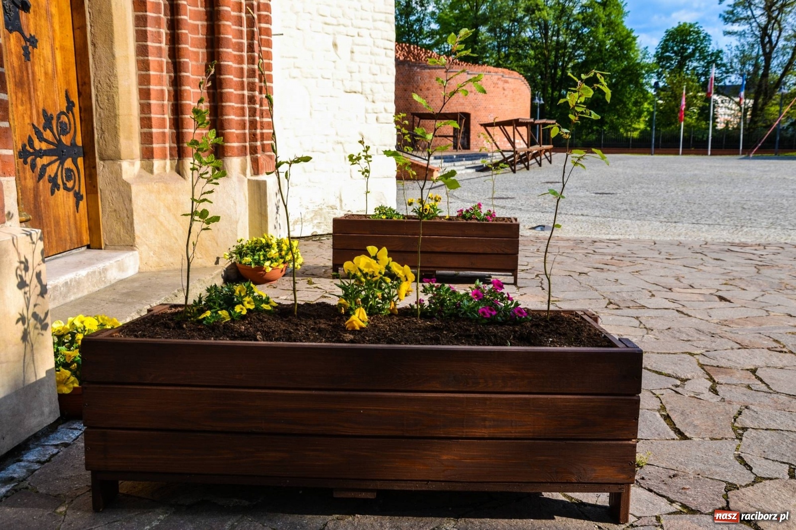 Zdjęcie w galerii na portalu naszraciborz.pl: Sadzonki drzewek ozdobią raciborski zamek wiadomości z regionu