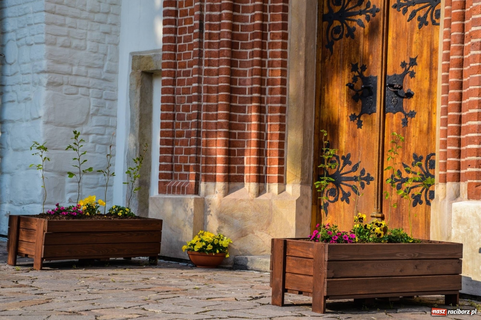 Zdjęcie w galerii na portalu naszraciborz.pl: Sadzonki drzewek ozdobią raciborski zamek wiadomości z regionu