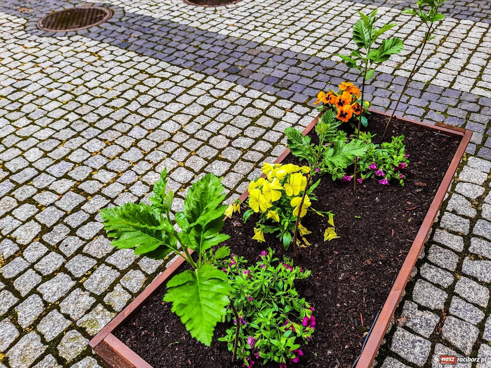 Zdjęcie w galerii na portalu naszraciborz.pl: Sadzonki drzewek ozdobią raciborski zamek wiadomości z regionu