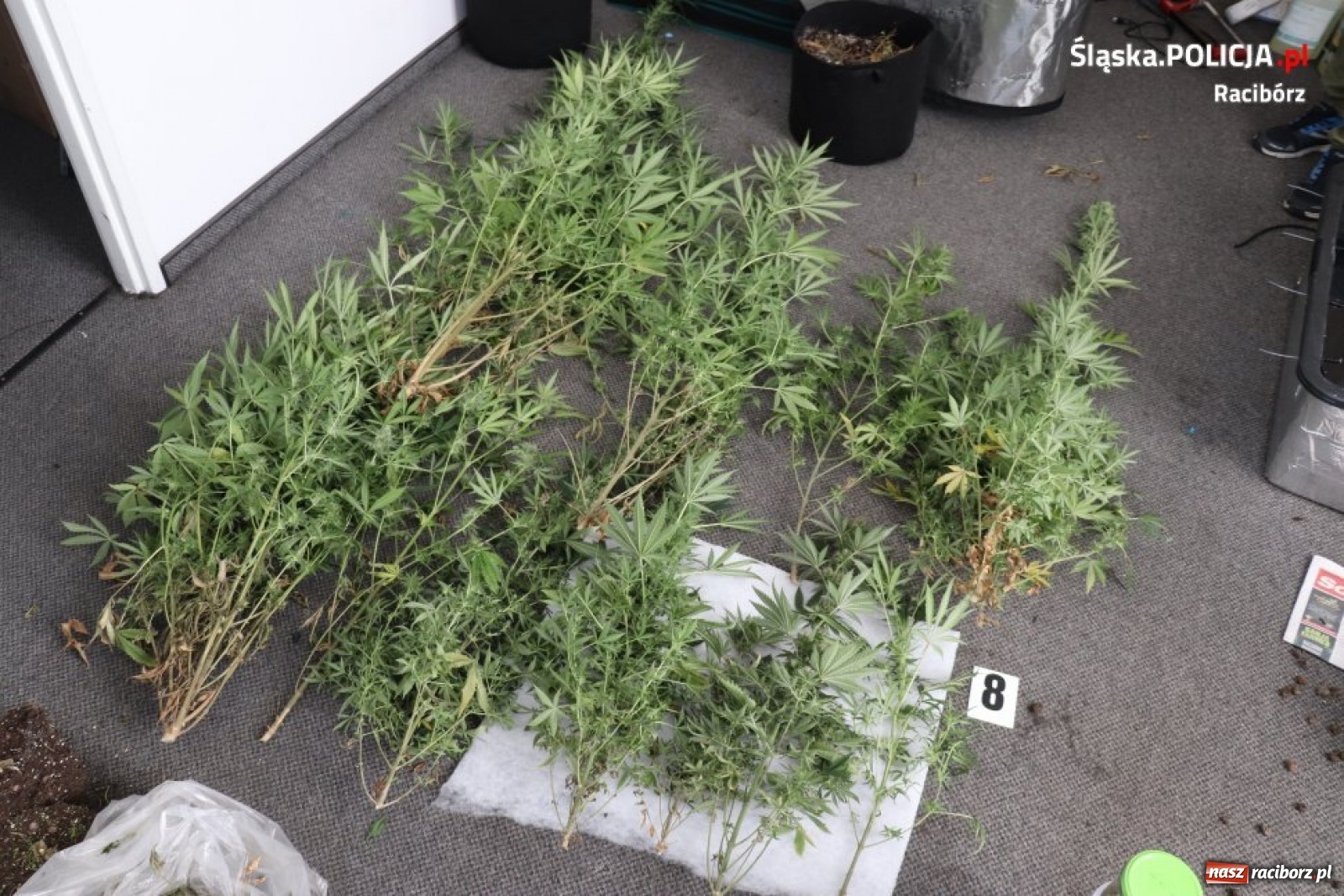 Zdjęcie w galerii na portalu naszraciborz.pl: Zaplanowana akcja raciborskiej policji. Zatrzymano 33-letniego dilera narkotyków wiadomości z regionu
