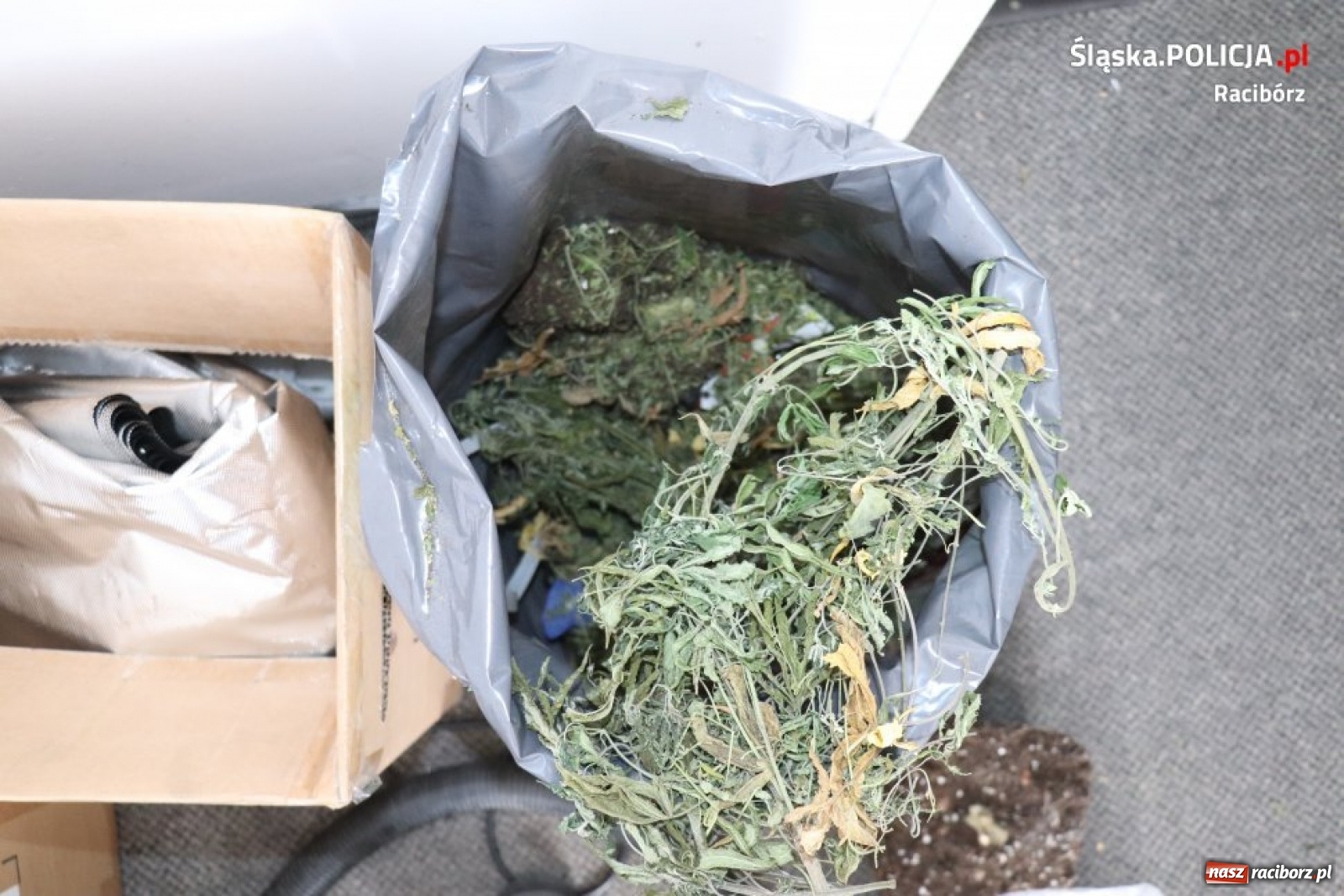 Zdjęcie w galerii na portalu naszraciborz.pl: Zaplanowana akcja raciborskiej policji. Zatrzymano 33-letniego dilera narkotyków wiadomości z regionu