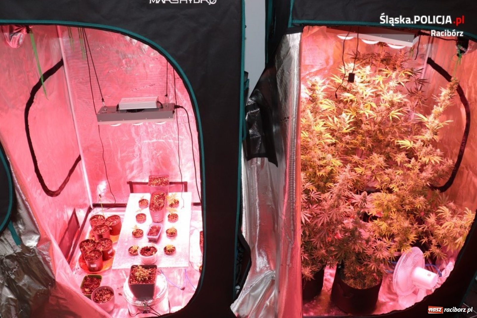 Zdjęcie w galerii na portalu naszraciborz.pl: Zaplanowana akcja raciborskiej policji. Zatrzymano 33-letniego dilera narkotyków wiadomości z regionu