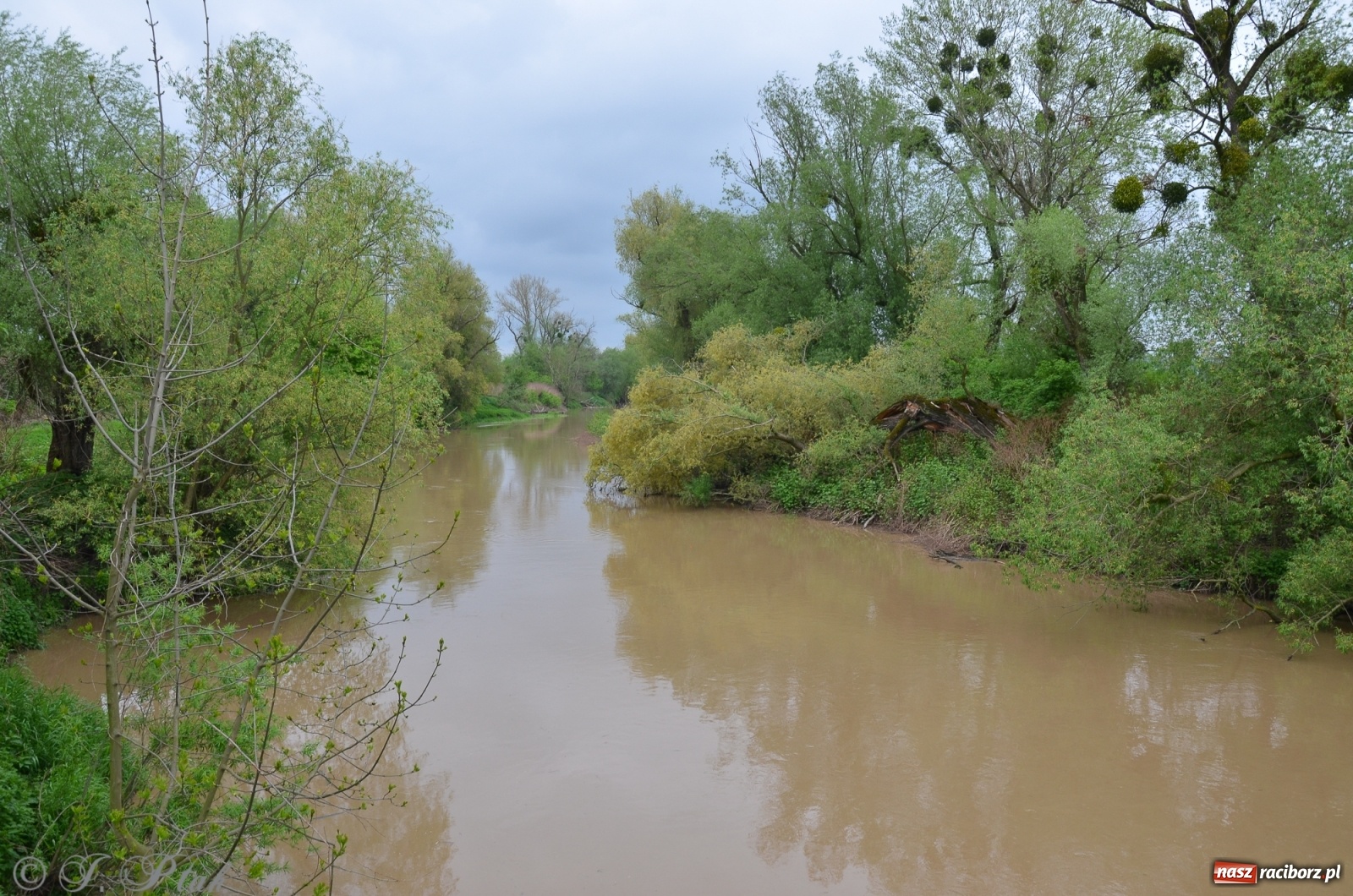 Zdjęcie w galerii na portalu naszraciborz.pl: Odra zamknięta dla żeglugi. Zdjęcia rzeki po nawałnicach wiadomości z regionu