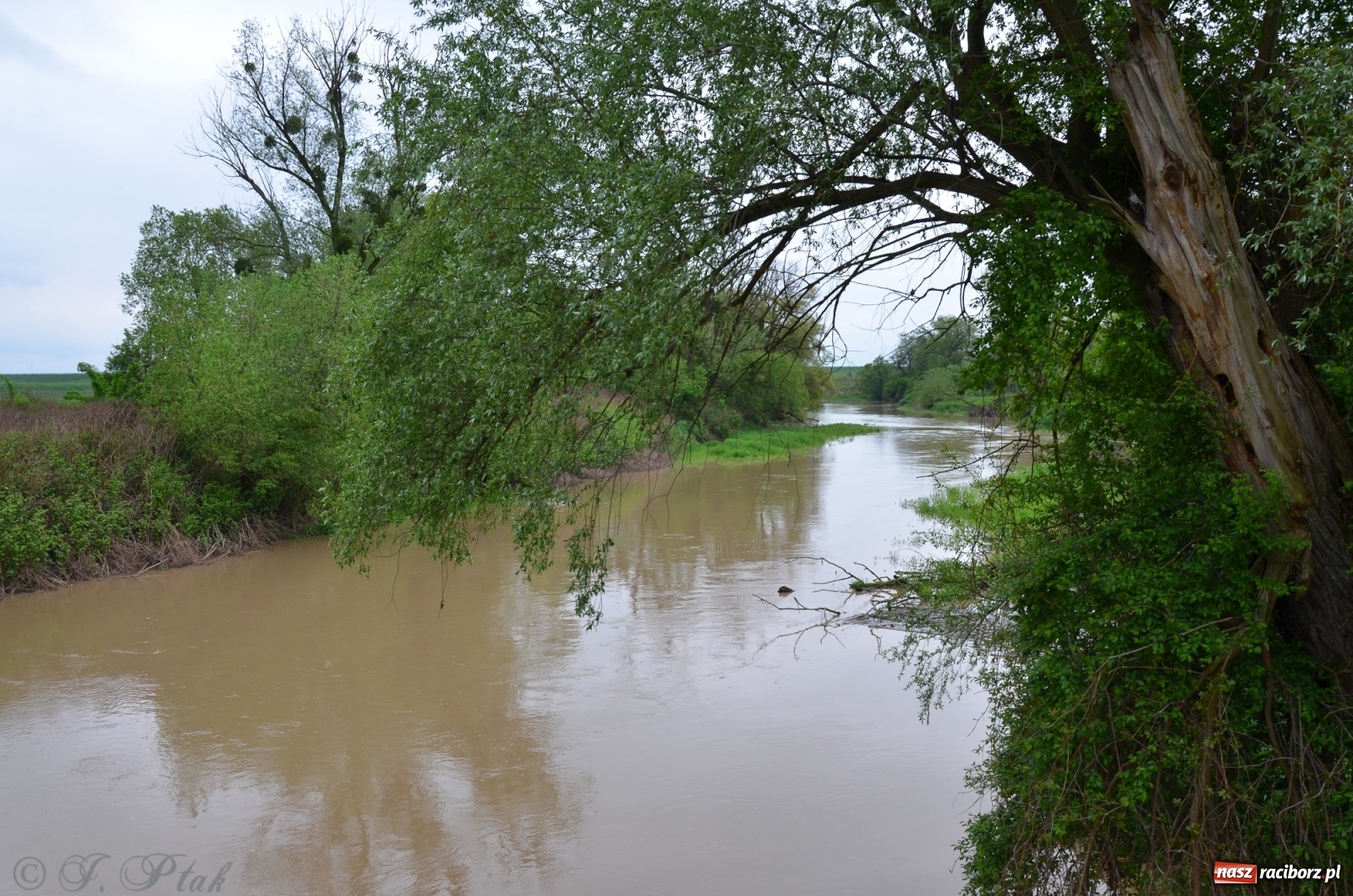 Zdjęcie w galerii na portalu naszraciborz.pl: Odra zamknięta dla żeglugi. Zdjęcia rzeki po nawałnicach wiadomości z regionu