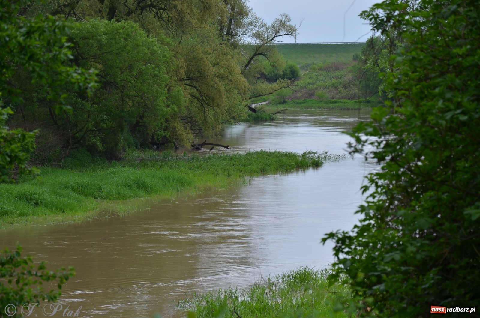 Zdjęcie w galerii na portalu naszraciborz.pl: Odra zamknięta dla żeglugi. Zdjęcia rzeki po nawałnicach wiadomości z regionu