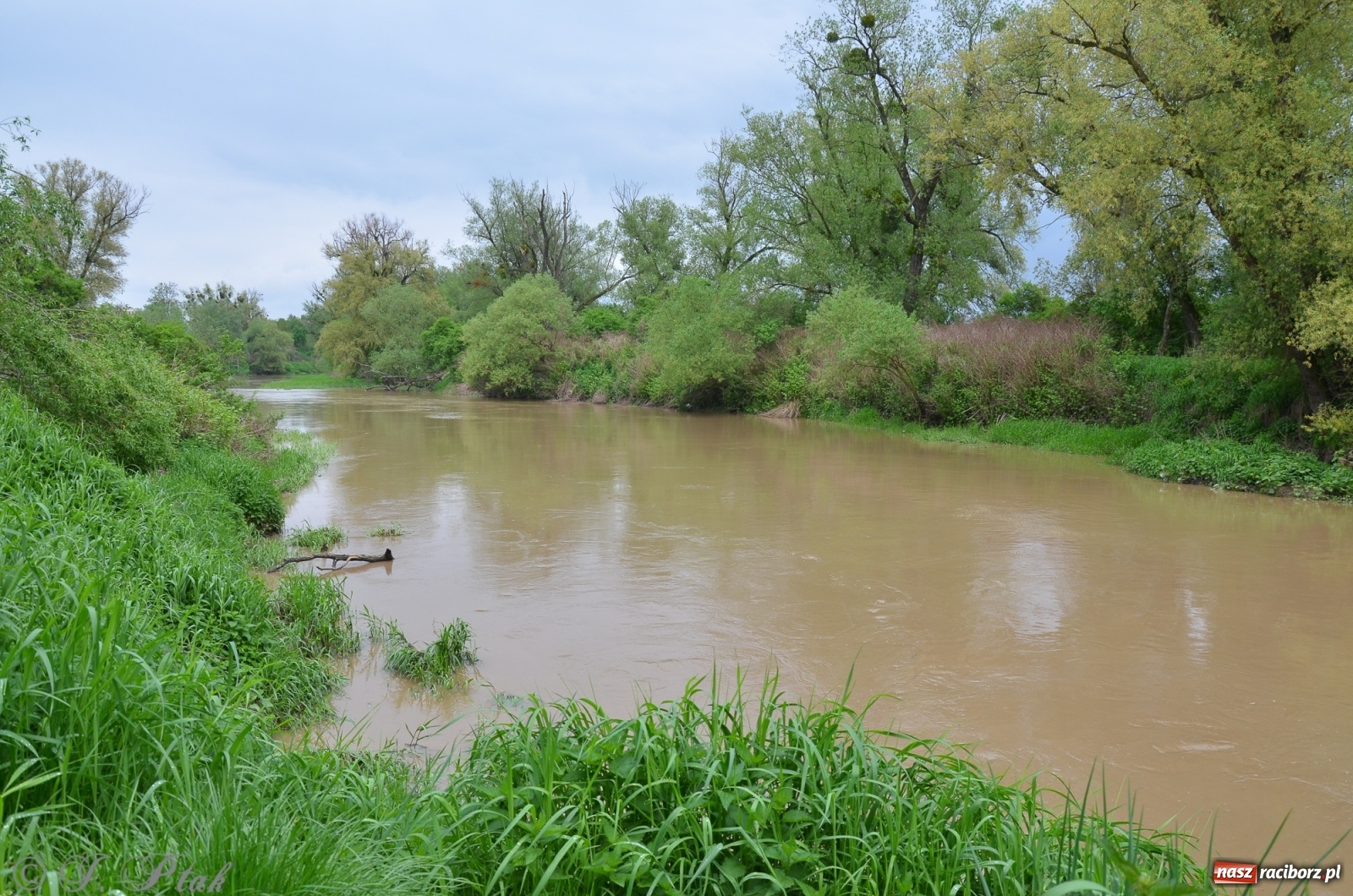 Zdjęcie w galerii na portalu naszraciborz.pl: Odra zamknięta dla żeglugi. Zdjęcia rzeki po nawałnicach wiadomości z regionu